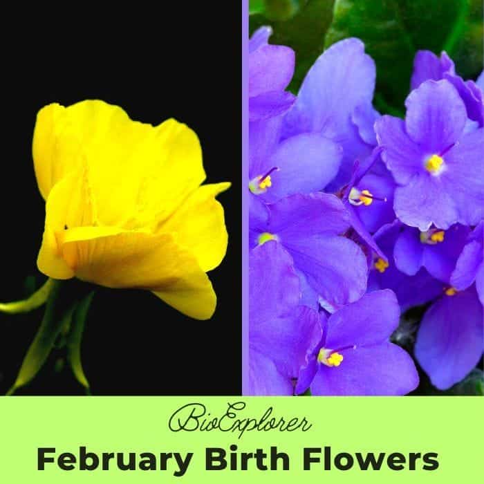 February Birth Flowers