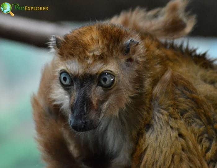 Female Blue Eyed Black Lemur