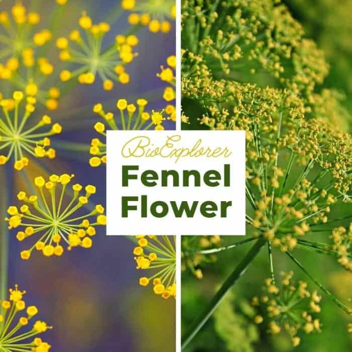 Fennel