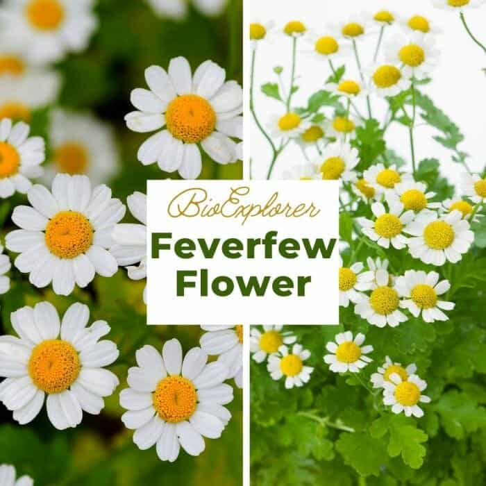 Feverfew