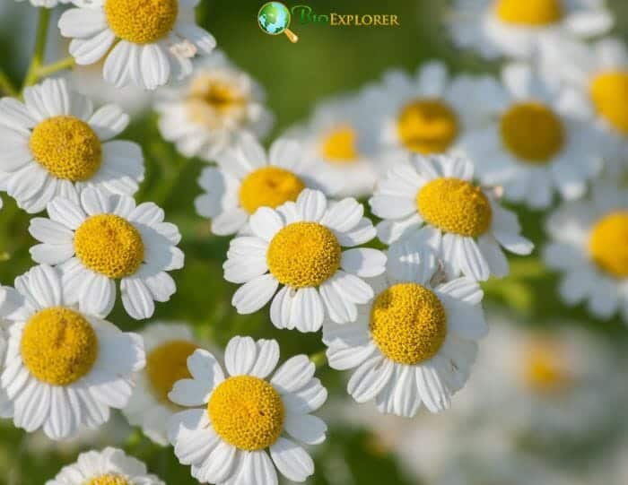 Feverfew Flowers