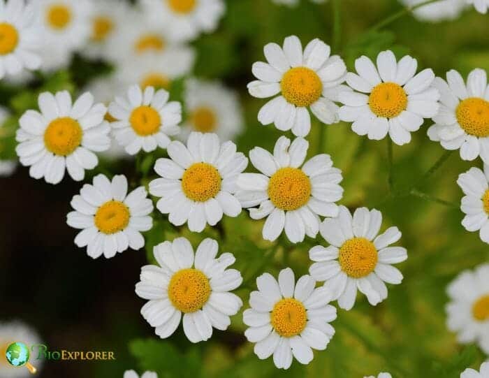 Feverfew Flowers