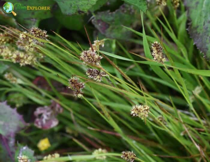 Field Wood Rush