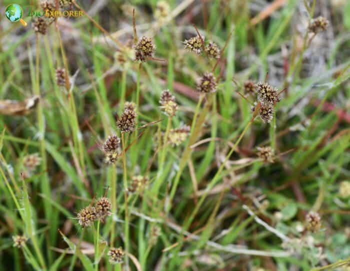 Field Wood Rush Flowers