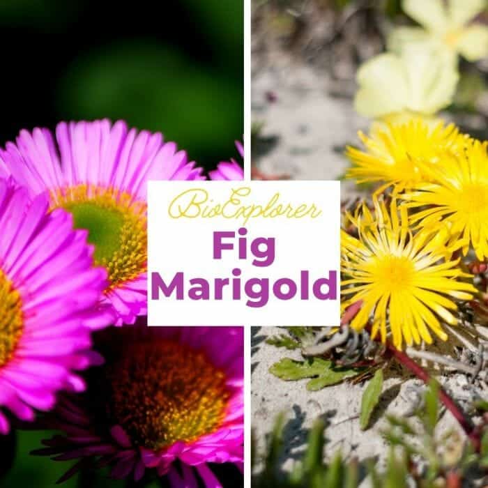 Fig Marigold