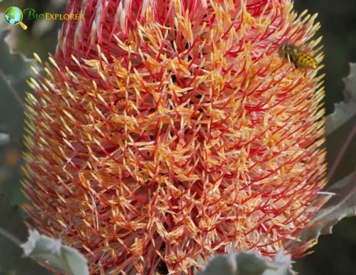 Firewood Banksia