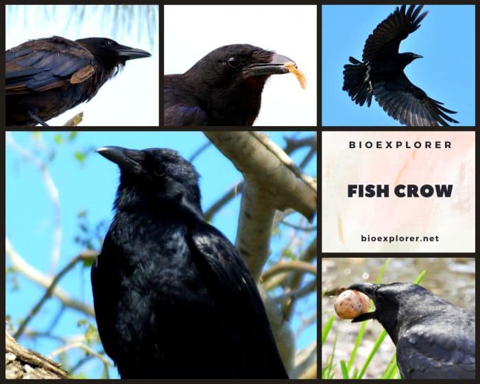 Fish Crow