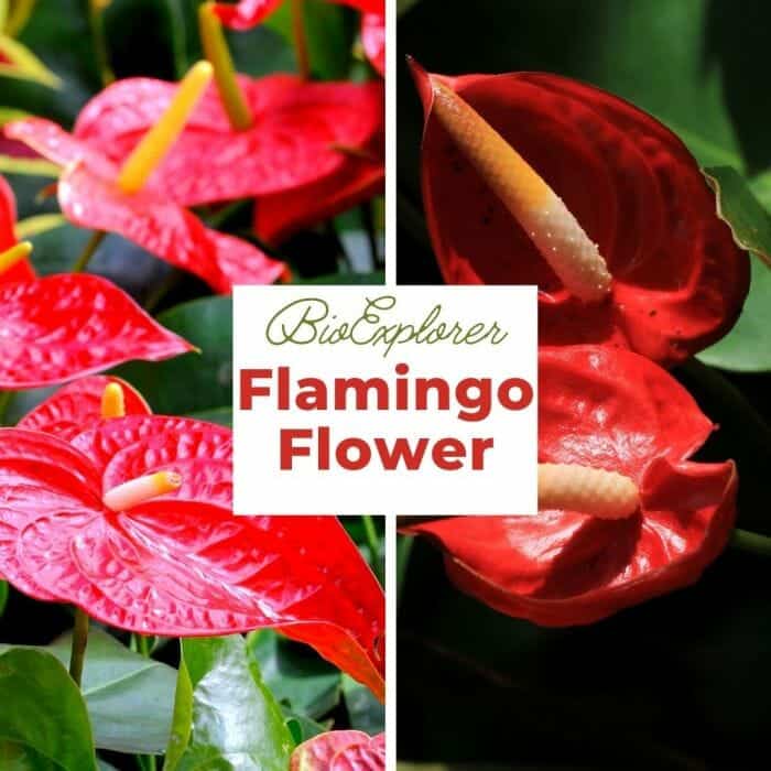 Flamingo Flower