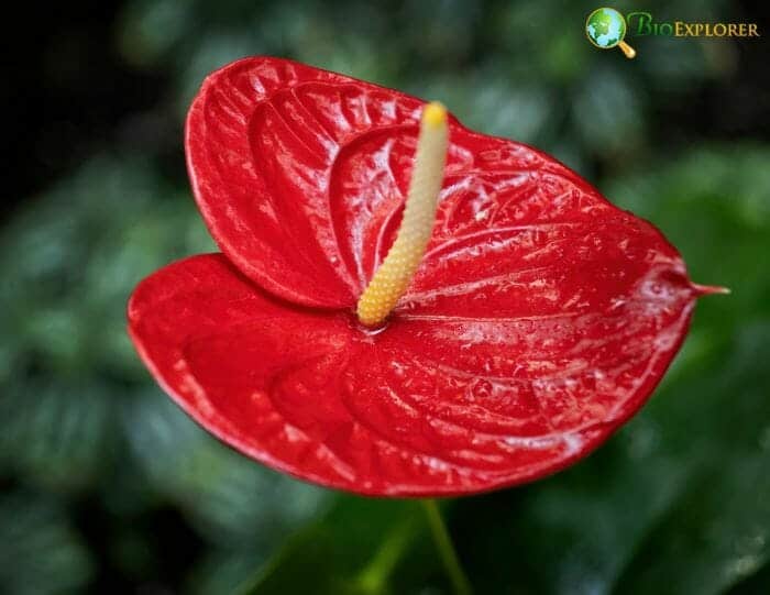 Flamingo Flower