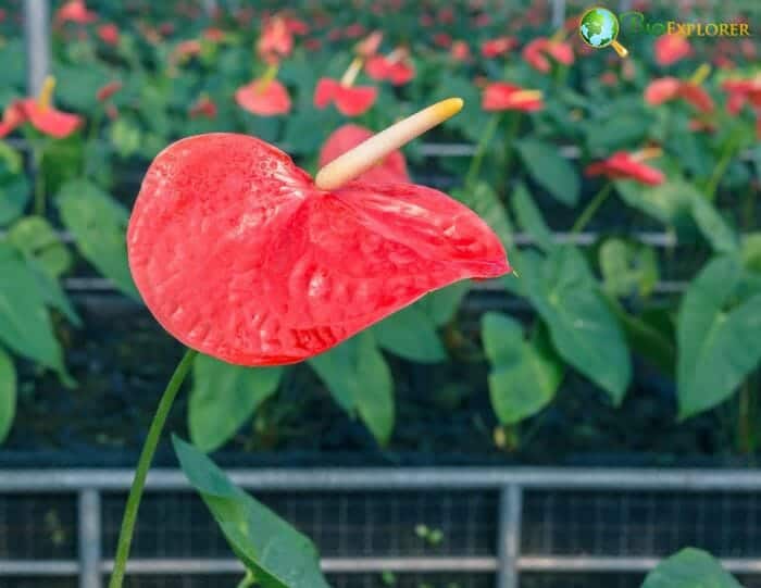 Flamingo Flowers