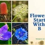 Flowers Start with B