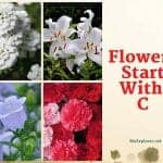 Flowers Start with C