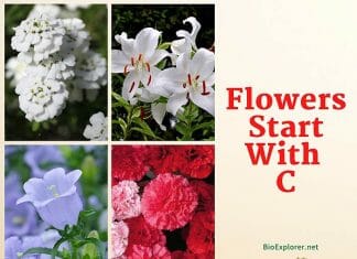 Flowers Start with C