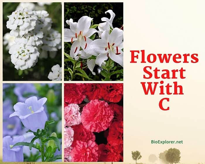 Flowers Start with C