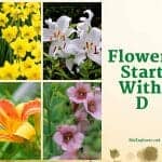 Flowers Start with D