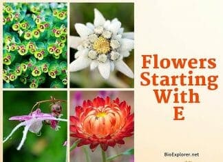 Flowers Starting with E