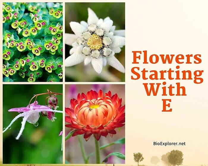 Flowers Starting with E