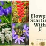 Flowers Start with F