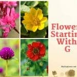 Flowers Starting with G