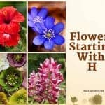 Flowers Starting with H