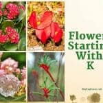 Flowers Starting with K