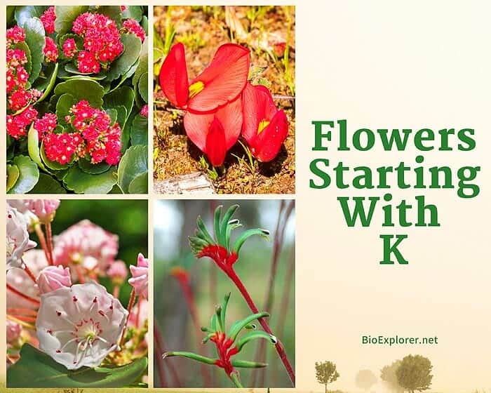 Flowers Starting with K