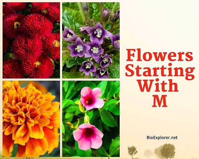 Flowers Starting with M