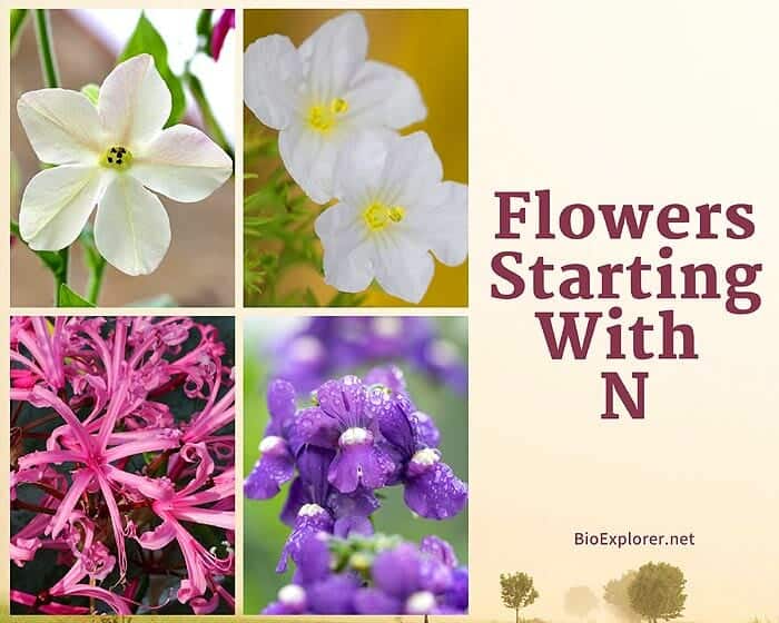 Flowers Starting with N