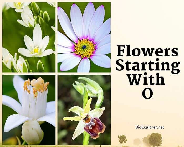 Flowers Starting with O