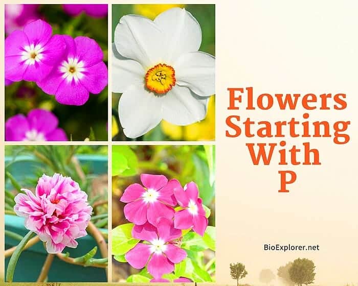 Flowers Starting with P