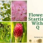 Flowers Start with Q