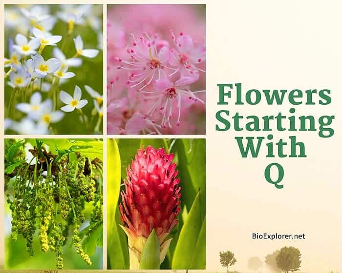 Flowers Start with Q