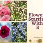 Flowers Start with R