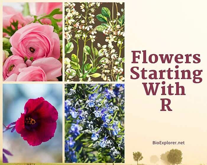 Flowers Start with R