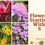 Flowers Start with S