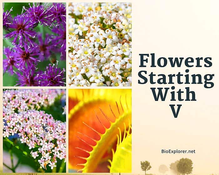 Flowers that start with V