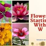 Flowers Start with W