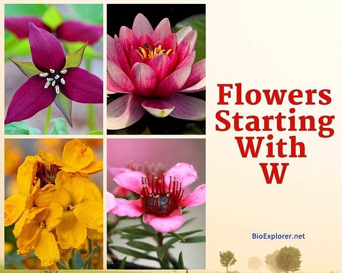 Flowers that start with W