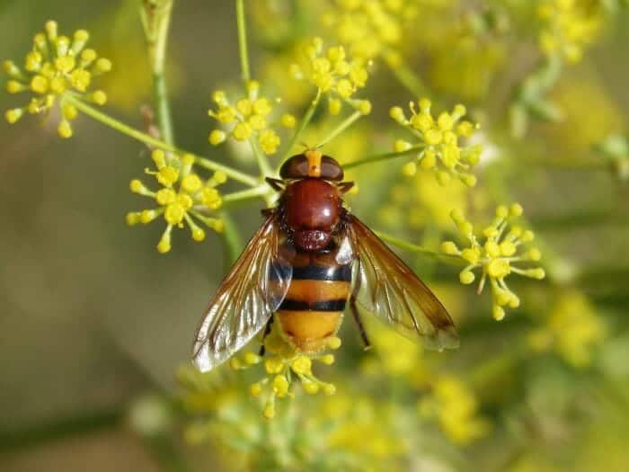 Foeniculum Vulgare