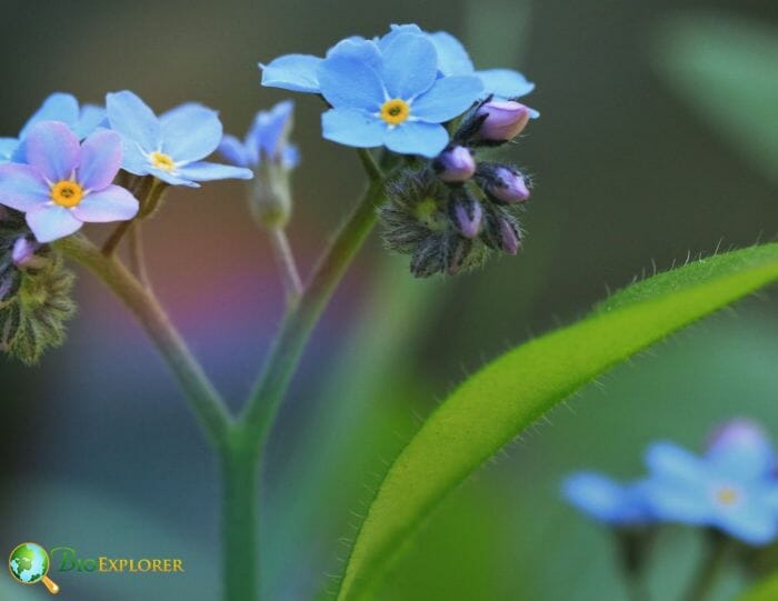 Forget Me Not Flower