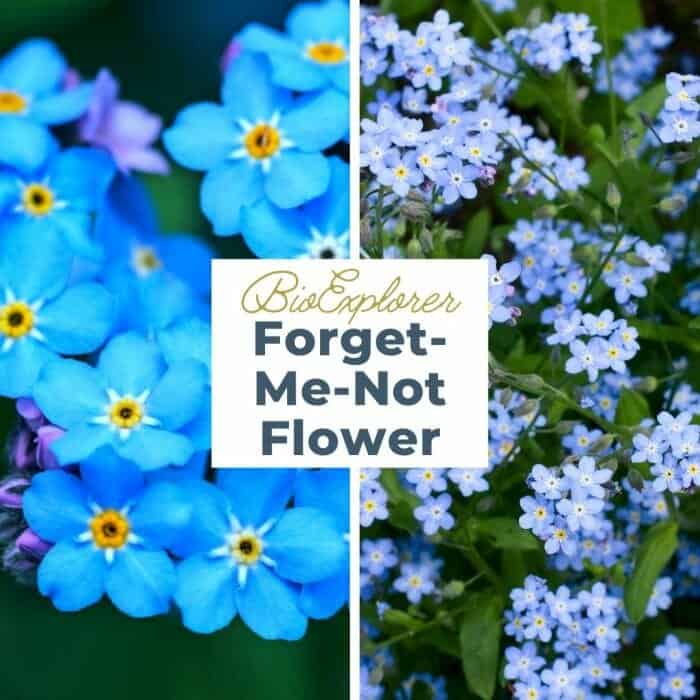 Forget Me Not