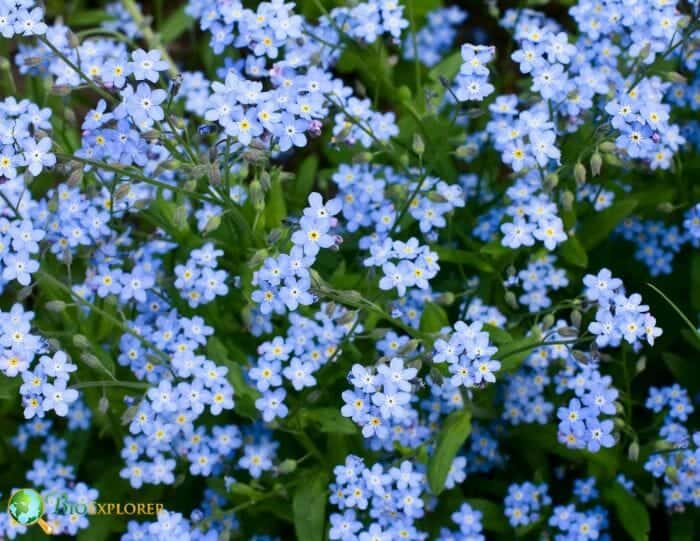 Forget Me Not Flowering Plants