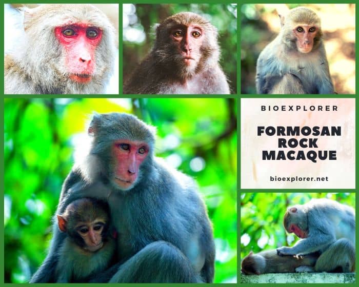 Formosan Rock Macaque