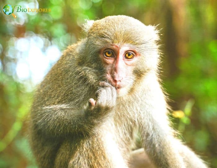 Formosan Rock Macaque