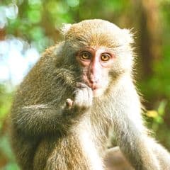 Formosan Rock Macaque