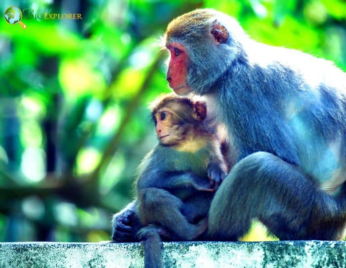 Formosan Rock Macaques