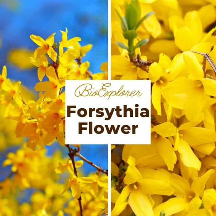 Forsythia