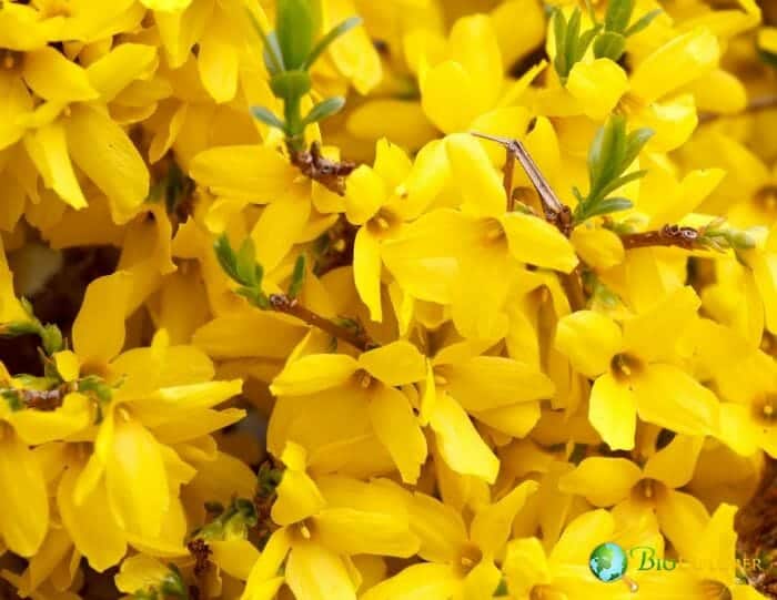 Forsythia Flowers