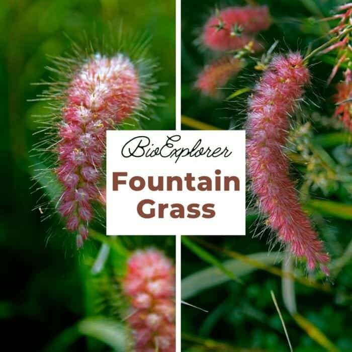 Fountain Grass