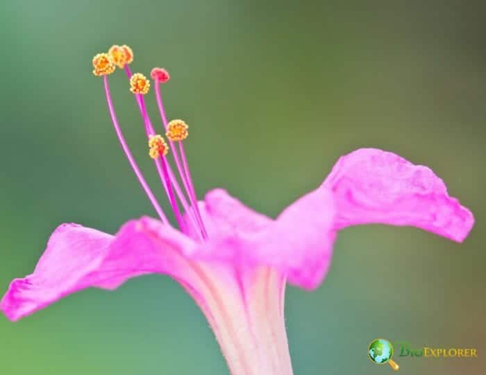 Four O'clock Flower